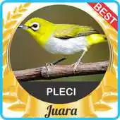 Free play online Suara Pleci mp3 Juara APK