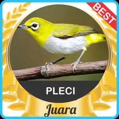 Play Suara Pleci mp3 Juara Play Suara Pleci mp3 Juara