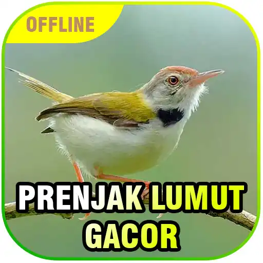 Play Suara Prenjak Lumut Gacor APK Play Suara Prenjak Lumut Gacor APK