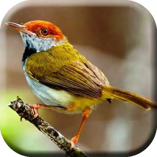 Play Suara Prenjak Lumut Gacor Mp3 APK