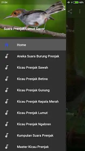 Play Suara Prenjak Lumut Gacor Mp3  and enjoy Suara Prenjak Lumut Gacor Mp3 with UptoPlay