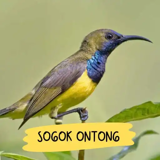 Play Suara Sogok Ontong Pikat APK