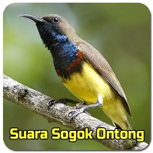 Play Suara Sogok Ontong Pikat Mp3 APK Play Suara Sogok Ontong Pikat Mp3 APK