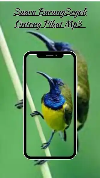 Play Suara Sogok Ontong Pikat  and enjoy Suara Sogok Ontong Pikat with UptoPlay