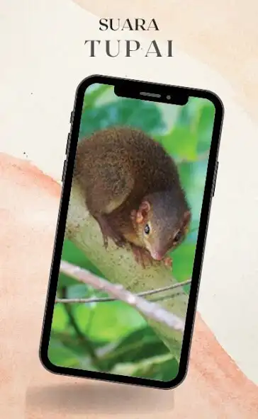 Play Suara Tupai Di Alam and enjoy Suara Tupai Di Alam with UptoPlay Play Suara Tupai Di Alam and enjoy Suara Tupai Di Alam with UptoPlay