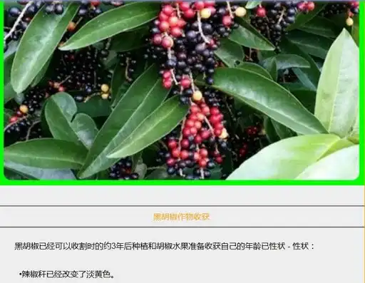 Play successful black pepper cultivation  and enjoy successful black pepper cultivation with UptoPlay
