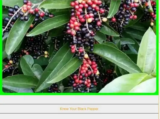 Play successful black pepper cultivation as an online game successful black pepper cultivation with UptoPlay