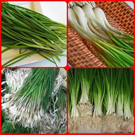 Play Successful cultivation of leeks APK