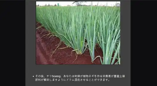Play Successful cultivation of leeks as an online game Successful cultivation of leeks with UptoPlay