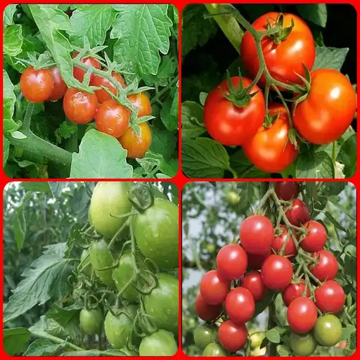 Play Successful cultivation of tomatoes APK