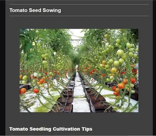 Play Successful cultivation of tomatoes  and enjoy Successful cultivation of tomatoes with UptoPlay