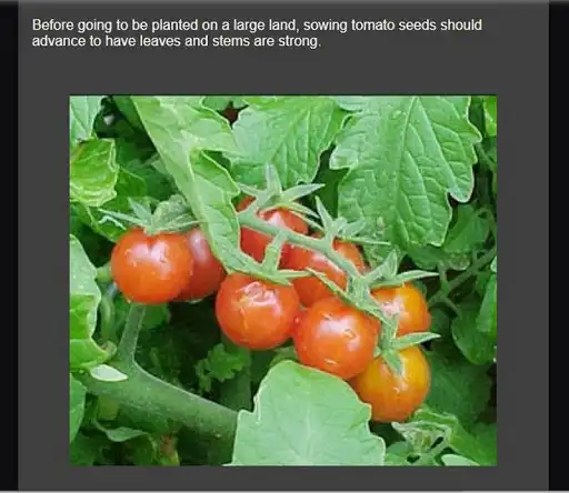 Play Successful cultivation of tomatoes as an online game Successful cultivation of tomatoes with UptoPlay