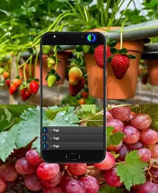 Play Successfully Planting Fruits in a Pot  and enjoy Successfully Planting Fruits in a Pot with UptoPlay