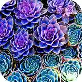 Free play online Succulent Wallpaper HD APK