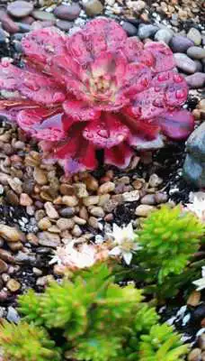 Play Succulent Wallpaper HD