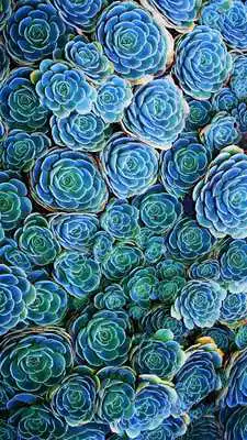 Play Succulent Wallpaper HD