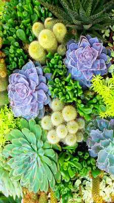 Play Succulent Wallpaper HD