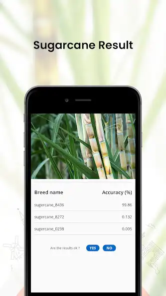 Play Sugarcane Expert  and enjoy Sugarcane Expert with UptoPlay