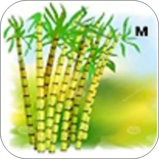 Play Sugarcane Marathi APK