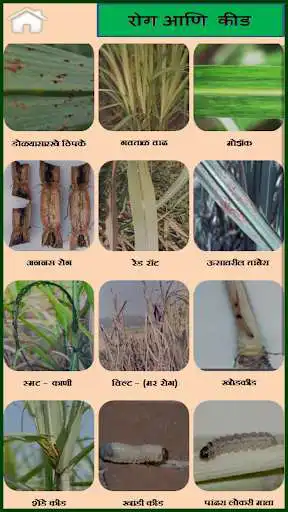 Play Sugarcane Marathi as an online game online Sugarcane Marathi with UptoPlay com.agri.marathisugarcane Play Sugarcane Marathi as an online game Sugarcane Marathi with UptoPlay