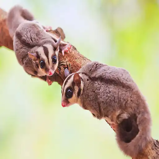 Play Sugar Glider Cute APK