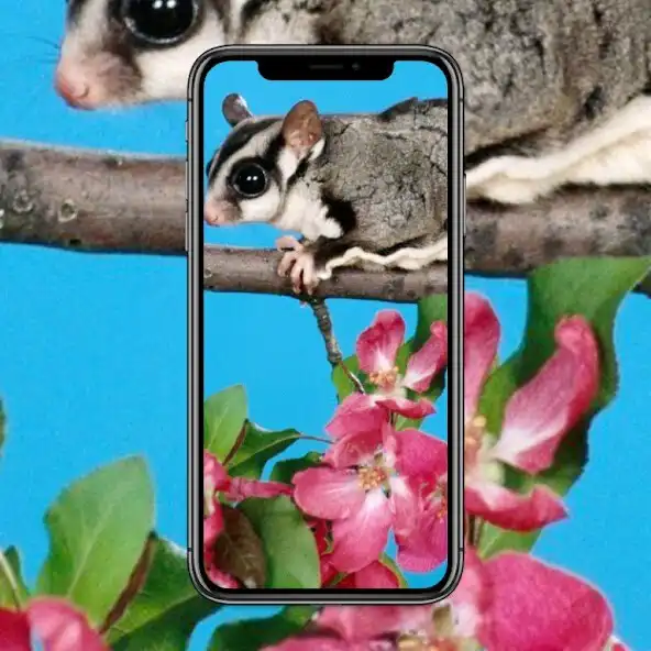 Play Sugar Glider Cute and enjoy Sugar Glider Cute with UptoPlay Play Sugar Glider Cute and enjoy Sugar Glider Cute with UptoPlay