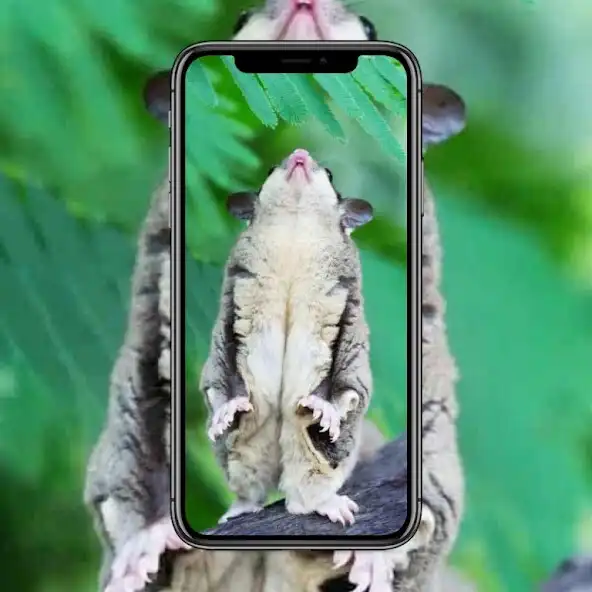 Play Sugar Glider Cute as an online game online Sugar Glider Cute with UptoPlay Play Sugar Glider Cute as an online game Sugar Glider Cute with UptoPlay