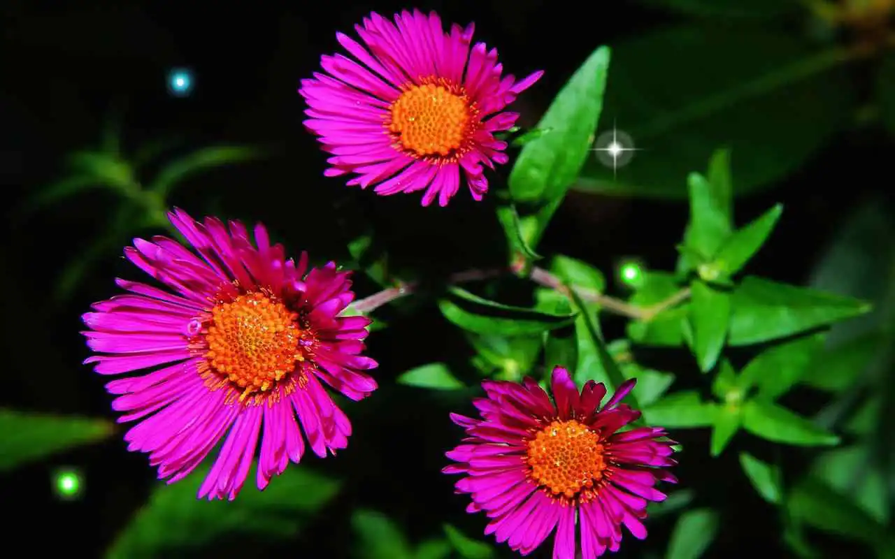 Play Summer Flowers live wallpaper