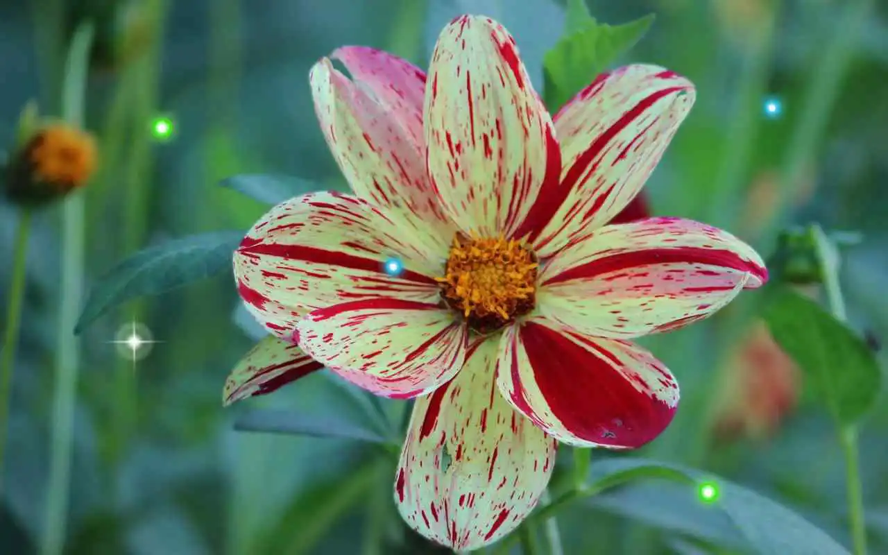 Play Summer Flowers live wallpaper