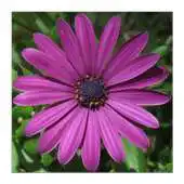 Free play online Summer Flowers: Memory (Free) APK