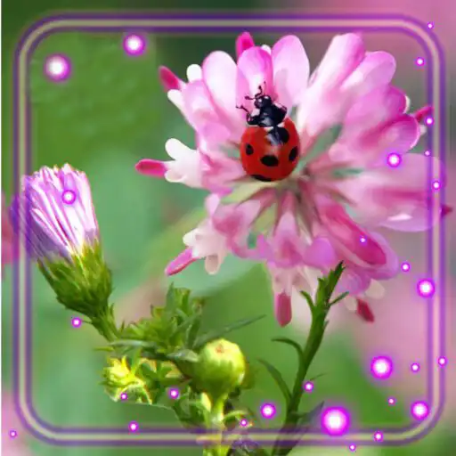 Free play online Summer Live Wallpaper APK Free play online Summer Live Wallpaper APK