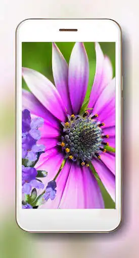 Play Summer Mood Live Wallpaper  and enjoy Summer Mood Live Wallpaper with UptoPlay
