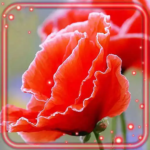 Play Summer Poppy Field APK Play Summer Poppy Field APK