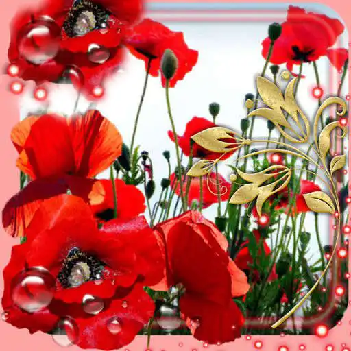 Play Summer Poppy lwp APK Play Summer Poppy lwp APK