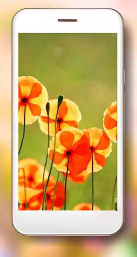 Play Summer Poppy lwp as an online game Summer Poppy lwp with UptoPlay