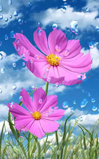 Play Summer Rain, Flowers, HD LWP
