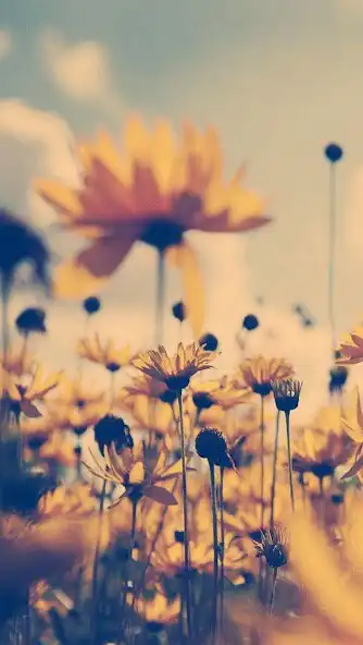 Play Summer Video Live Wallpaper as an online game Summer Video Live Wallpaper with UptoPlay