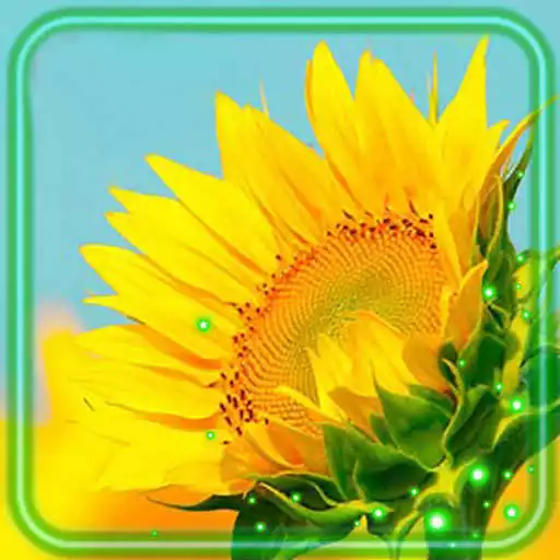 Play Sunflower Field Live Wallpaper APK Play Sunflower Field Live Wallpaper APK