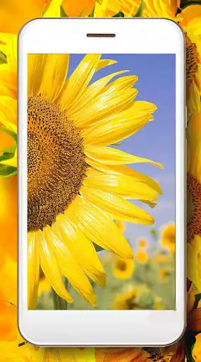 Play Sunflower Field Live Wallpaper as an online game Sunflower Field Live Wallpaper with UptoPlay