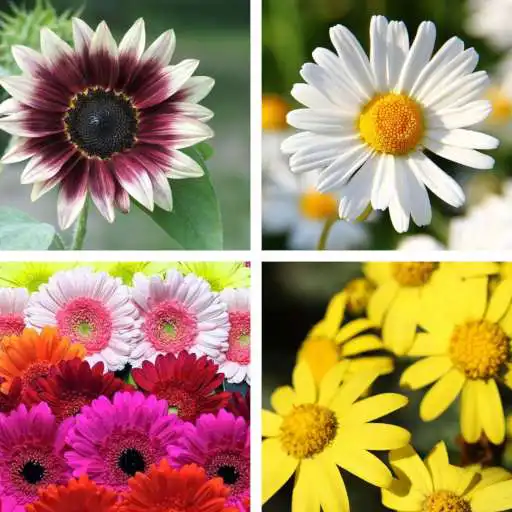 Play Sunflower HD Wallpapers APK Play Sunflower HD Wallpapers APK