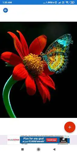 Play Sunflower HD Wallpapers  and enjoy Sunflower HD Wallpapers with UptoPlay