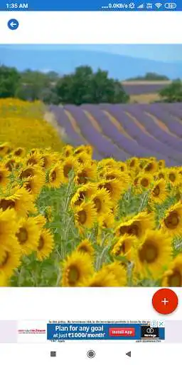 Play Sunflower HD Wallpapers as an online game Sunflower HD Wallpapers with UptoPlay