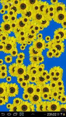 Play Sunflower Live Wallpaper Free
