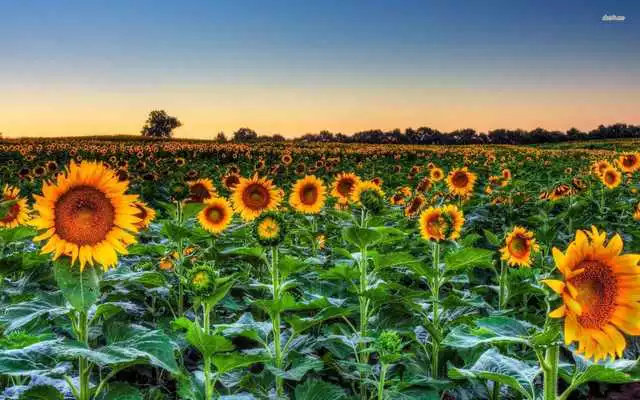 Play Sunflower Live Wallpaper