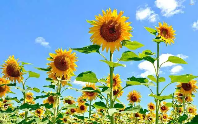 Play Sunflower Live Wallpaper