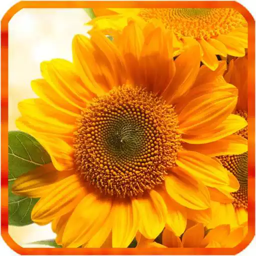 Free play online Sunflower Live Wallpapers APK Free play online Sunflower Live Wallpapers APK