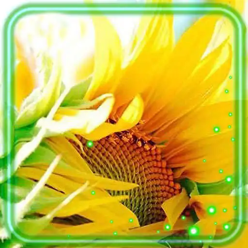 Play Sunflower Pretty APK