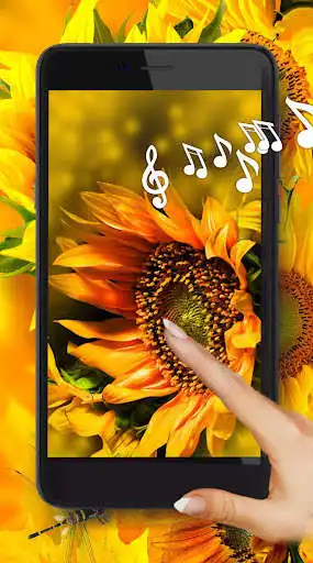 Play Sunflower Pretty  and enjoy Sunflower Pretty with UptoPlay
