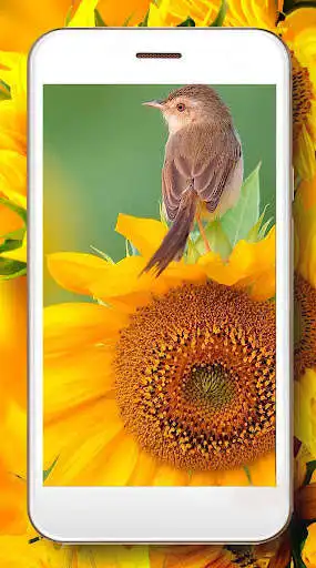 Play Sunflower Pretty as an online game Sunflower Pretty with UptoPlay