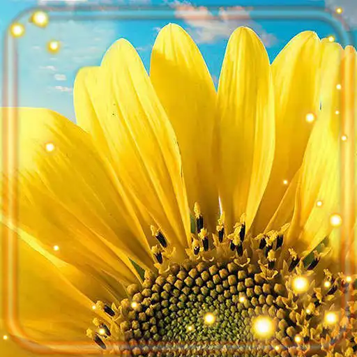 Play Sunflower Season APK